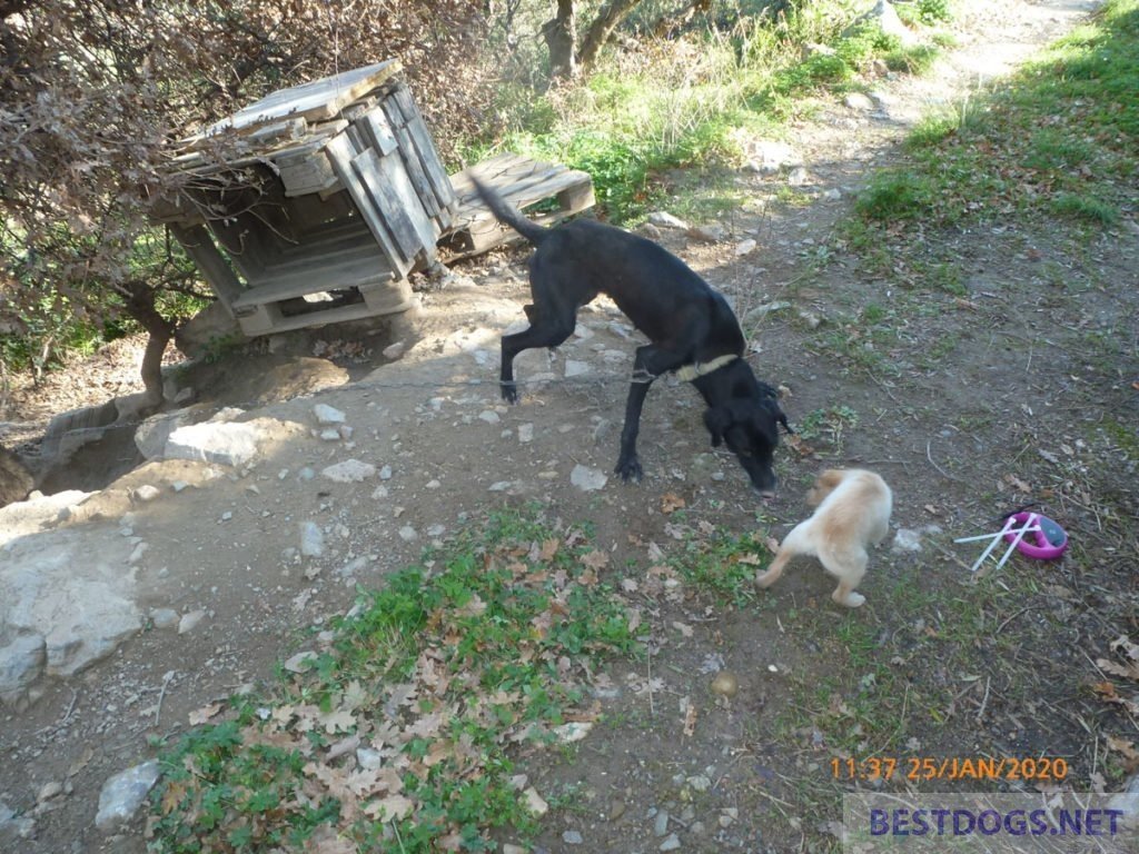 Chain dog and puppy in the mountains