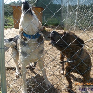 Bronx shelter 13
