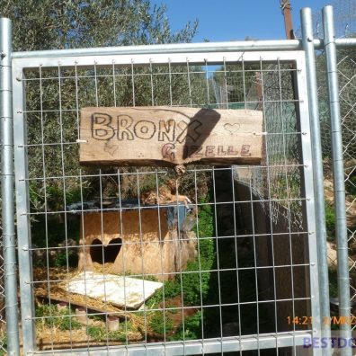 Visit To Bronx Familia Shelter Best Dogs