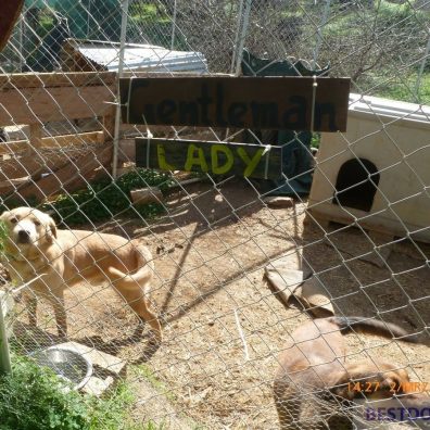 Visit To Bronx Familia Shelter Best Dogs