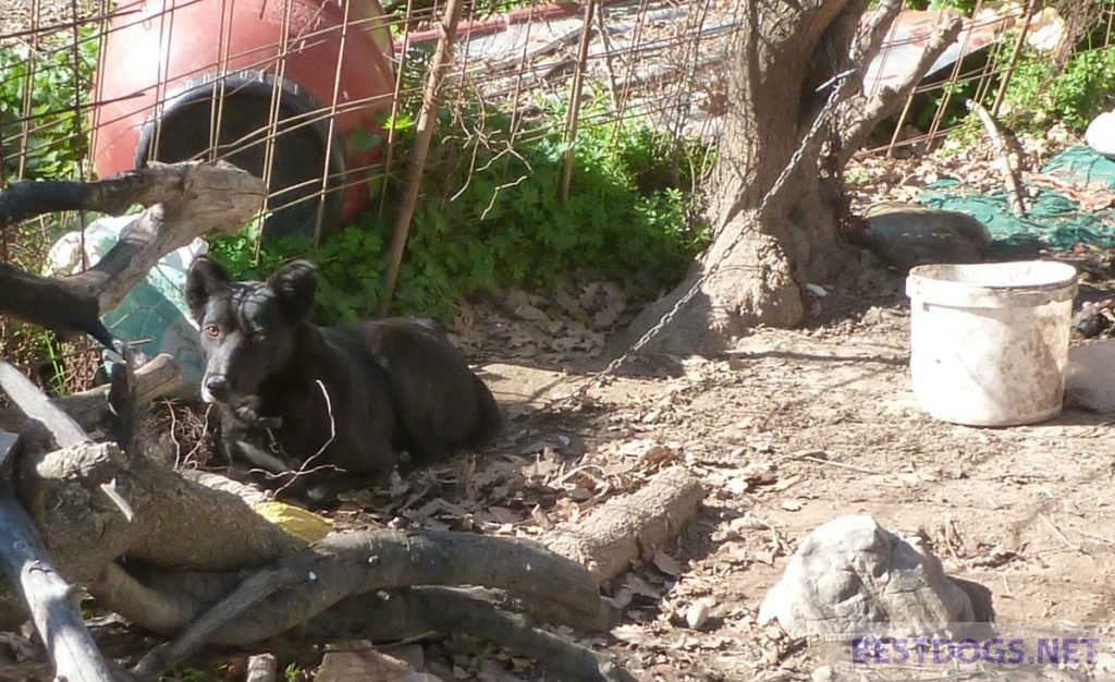 Chain dog in nowhere