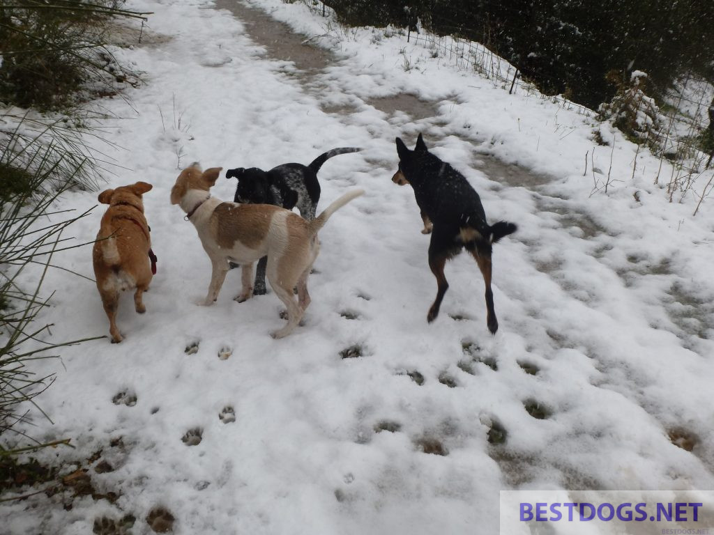 A pack of dogs in the snow.