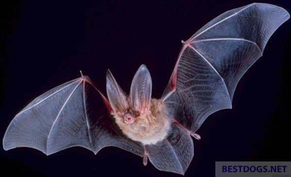 bat