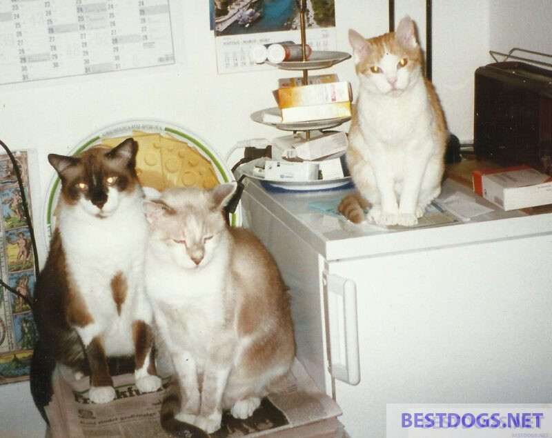 Three house cats