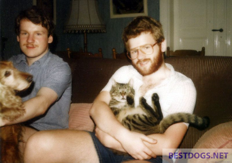Dog, cat and human