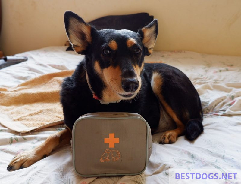 dog with its first aid kit