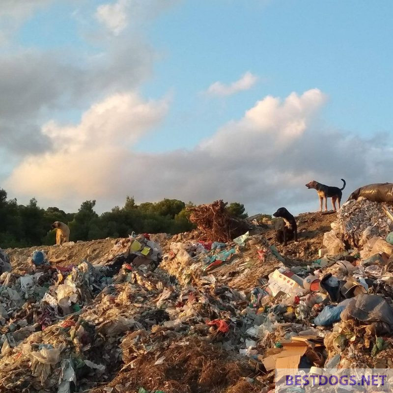 The garbage dogs