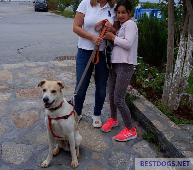 child and dog