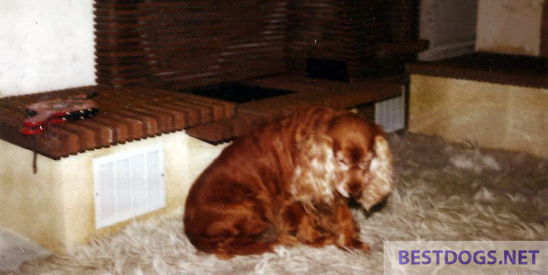 dog in front of the fireplace