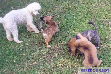 Puppies play with each other