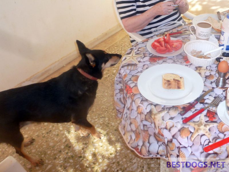 Adult dog at the table
