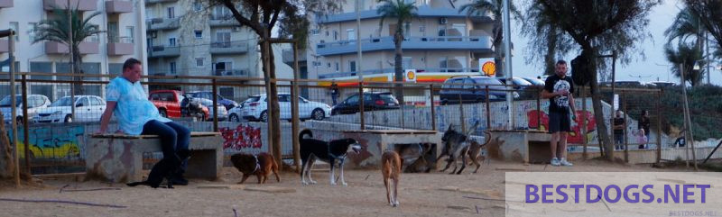 training ground for dogs