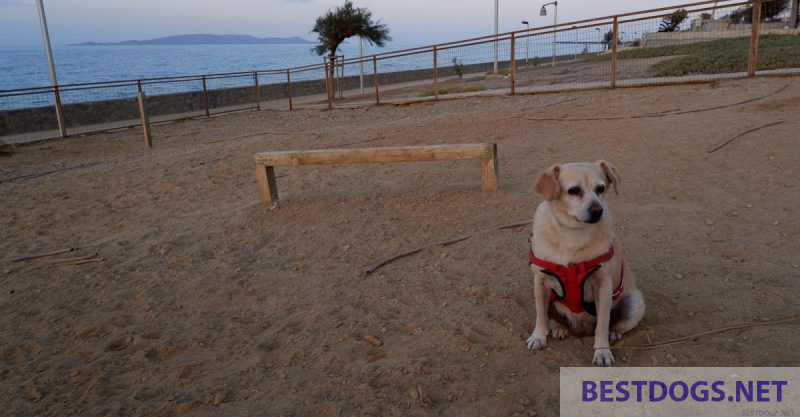 dog sports field.