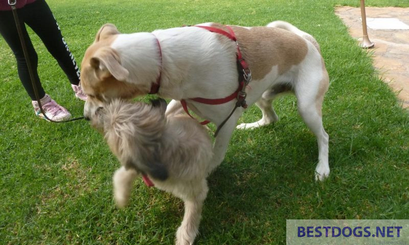 Dominance 1 larger dog clearly has dominance