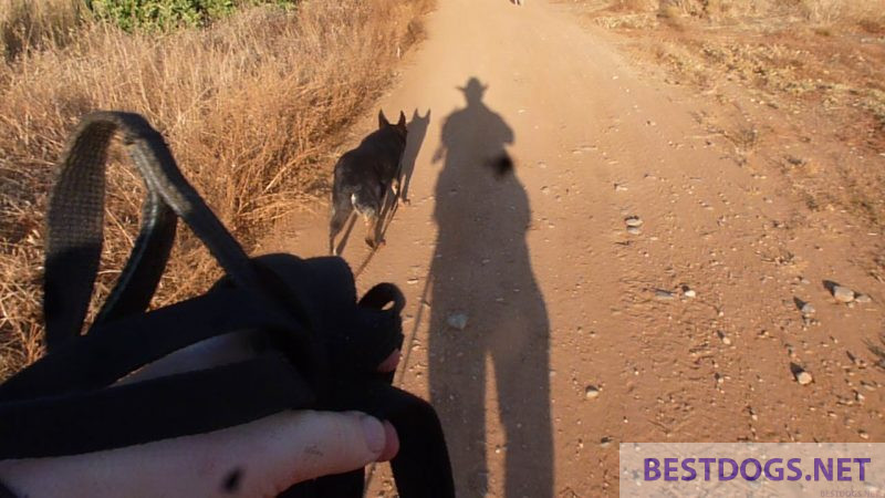  dog is controlled by the tow line