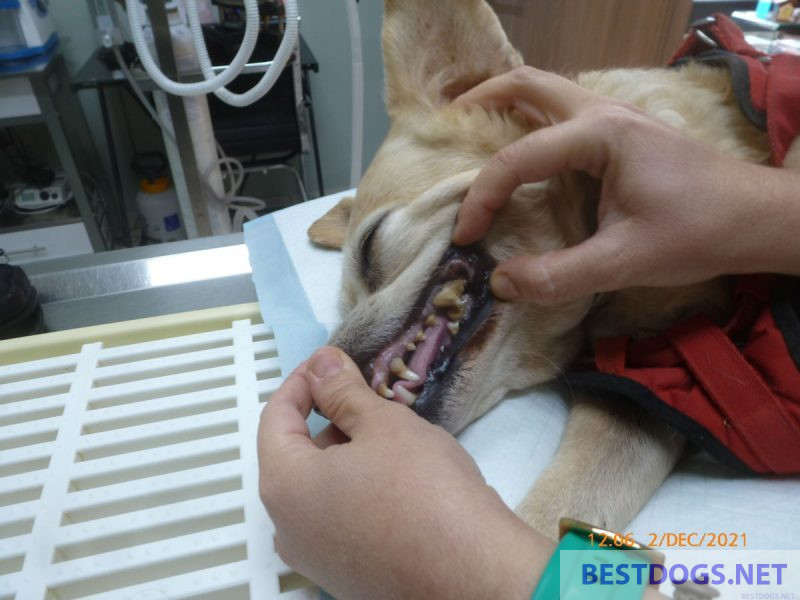 Dog dentition