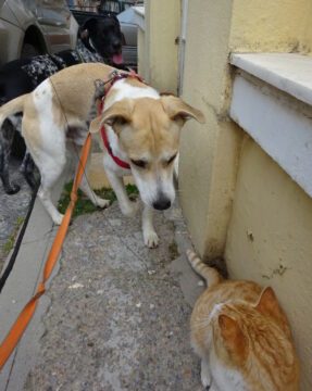 Socialization dog and cat