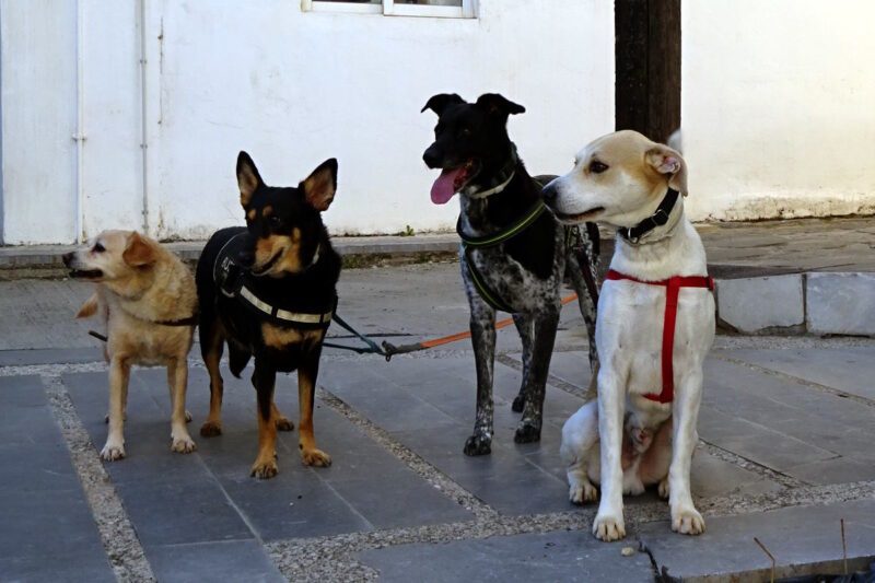 Dogs wait outside a shop