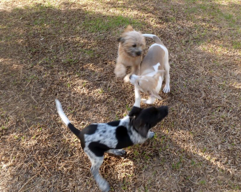 Puppies in engagement