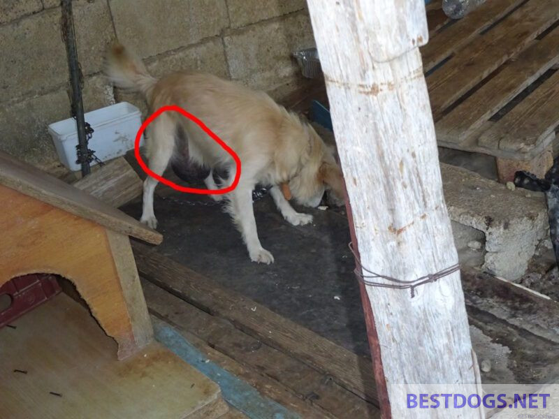 dog that probably has a tumour