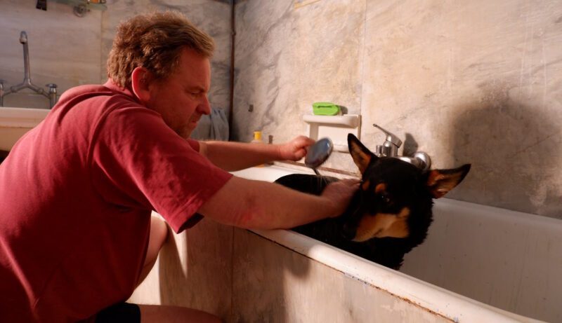 Washing with dog shampoo
