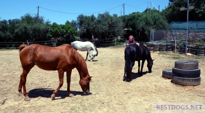 old Greek breed horses