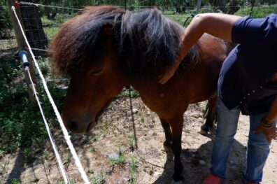 Skyros Ponies 2