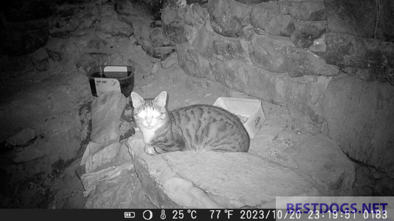 wildlife camera with infrared images and self-timer