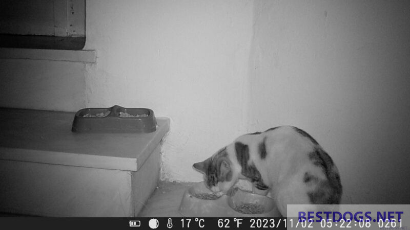 wildlife camera with infrared images and self-timer