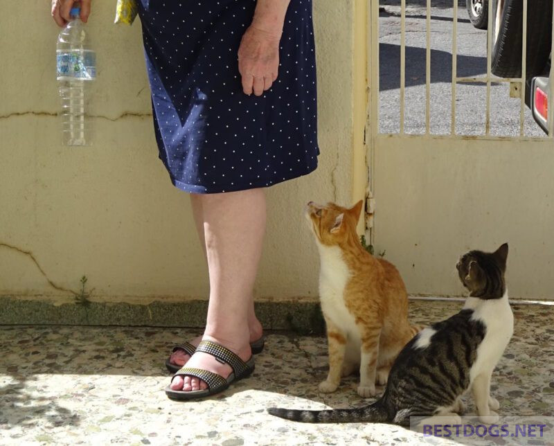 feral street cats lose their shyness