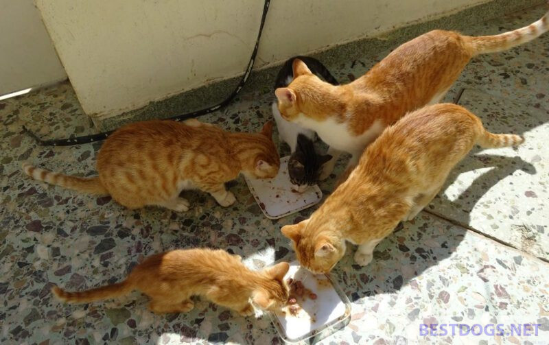 Feeding street cats.