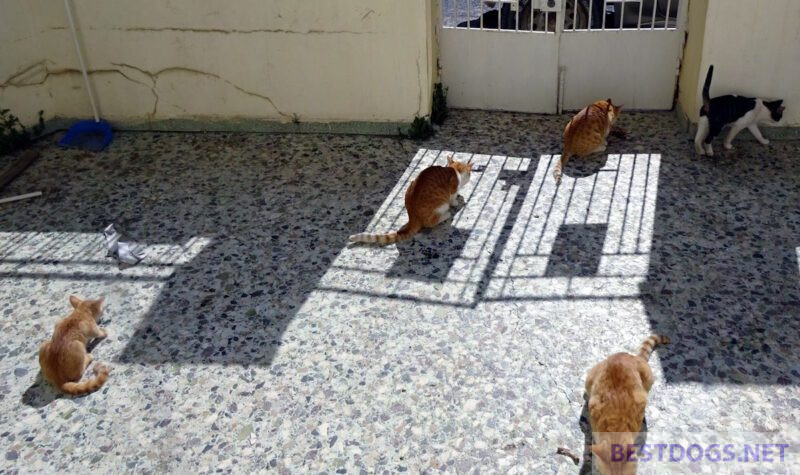 Feeding street cats with bones