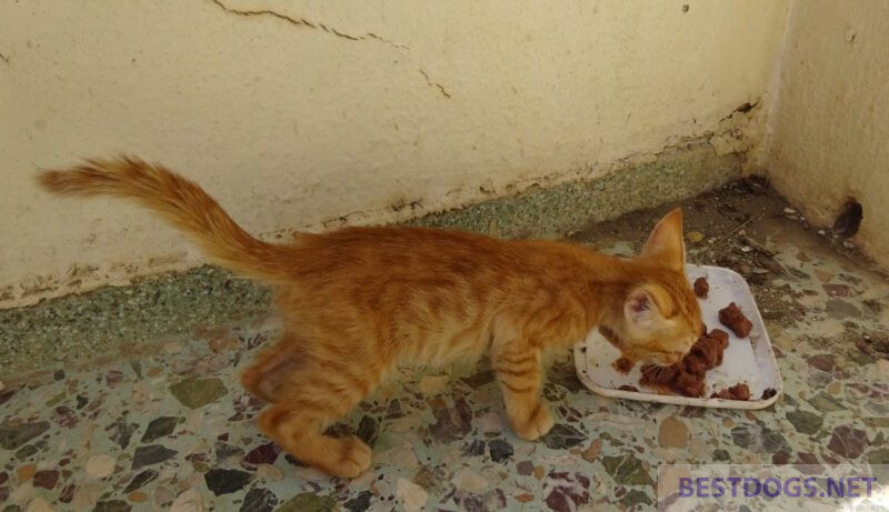 small street kitten