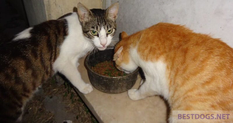 cookware as cat food bowl