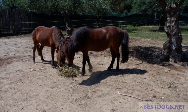 Skyros ponies