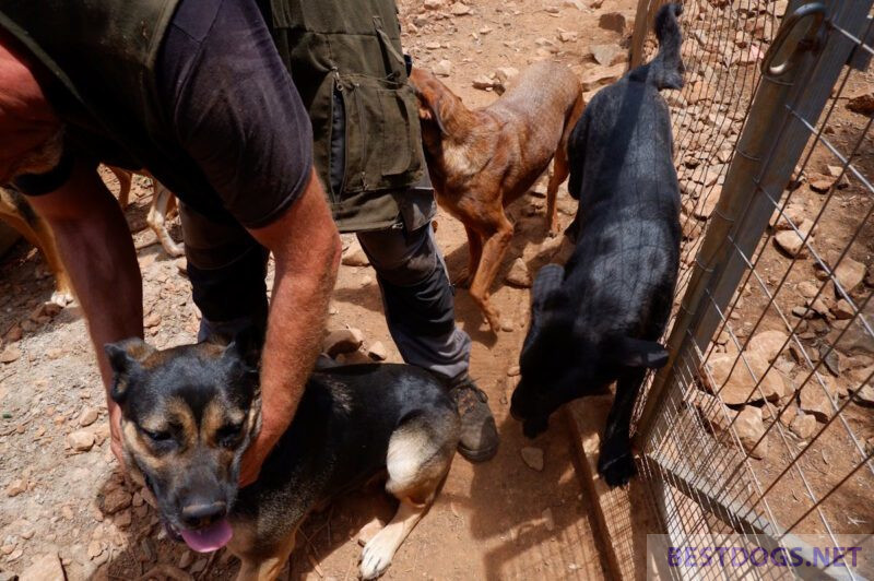 Fino Animal Rescue