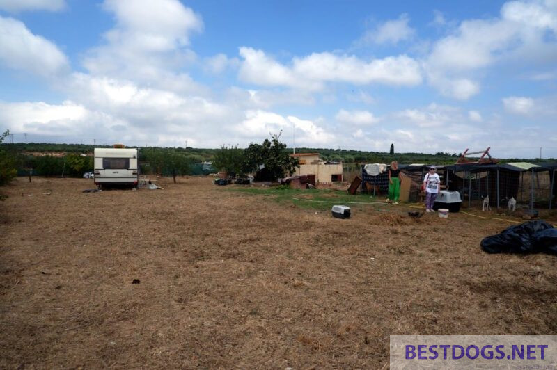 Katja's caravan and the provisional dog cages