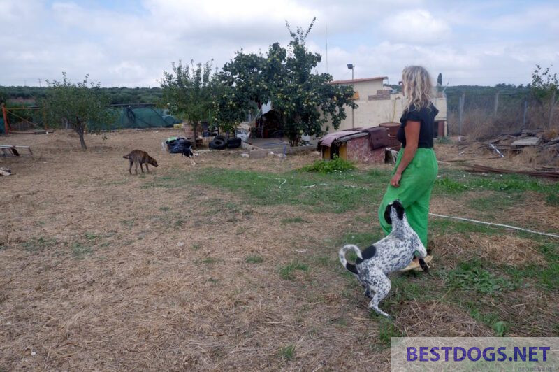 Katja with some of her dogs
