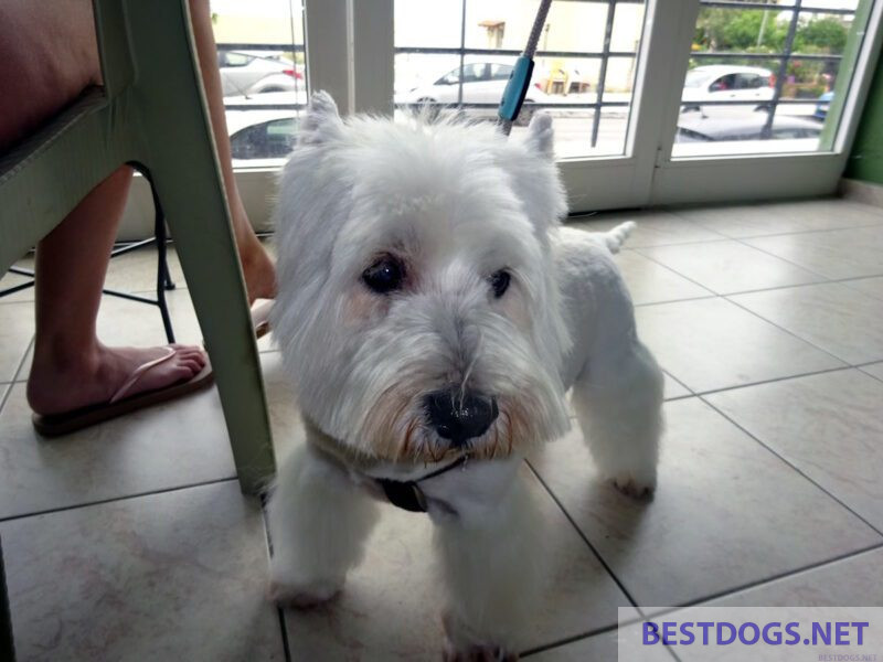 after grooming