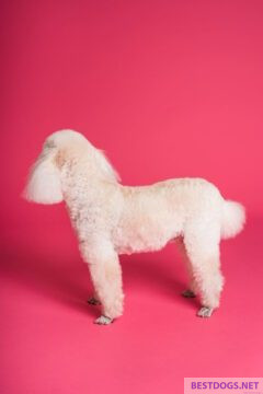 Styled poodle