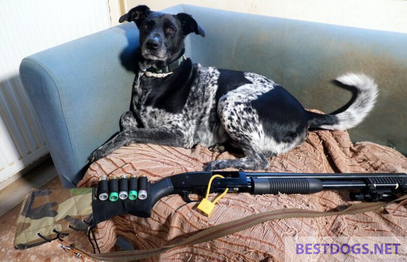 Hunting dog and shotgun