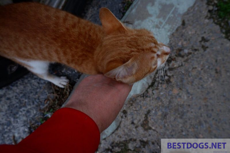 Young, feral kittens are often very tame