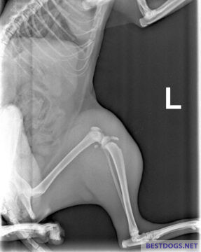 X-ray image of the cat's compound fracture