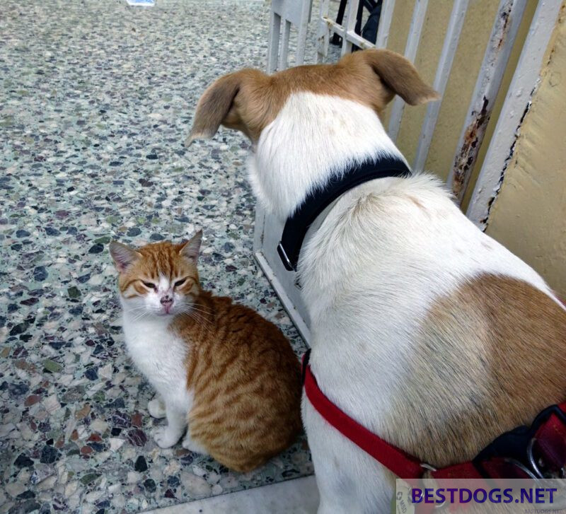  Cat denies dog access