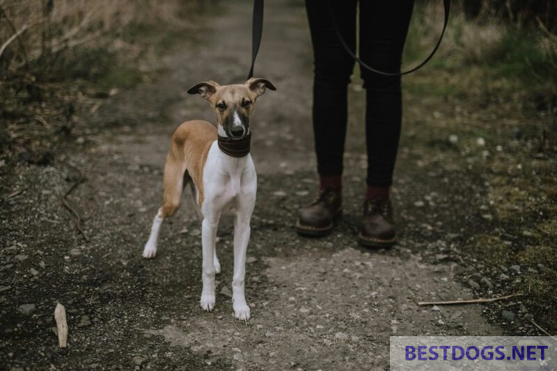 Young Cretan hound