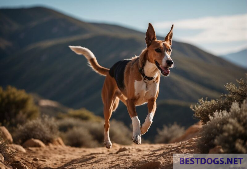 Cretan Hound