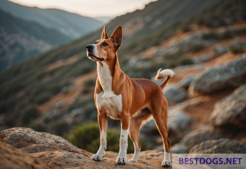 Cretan Hound