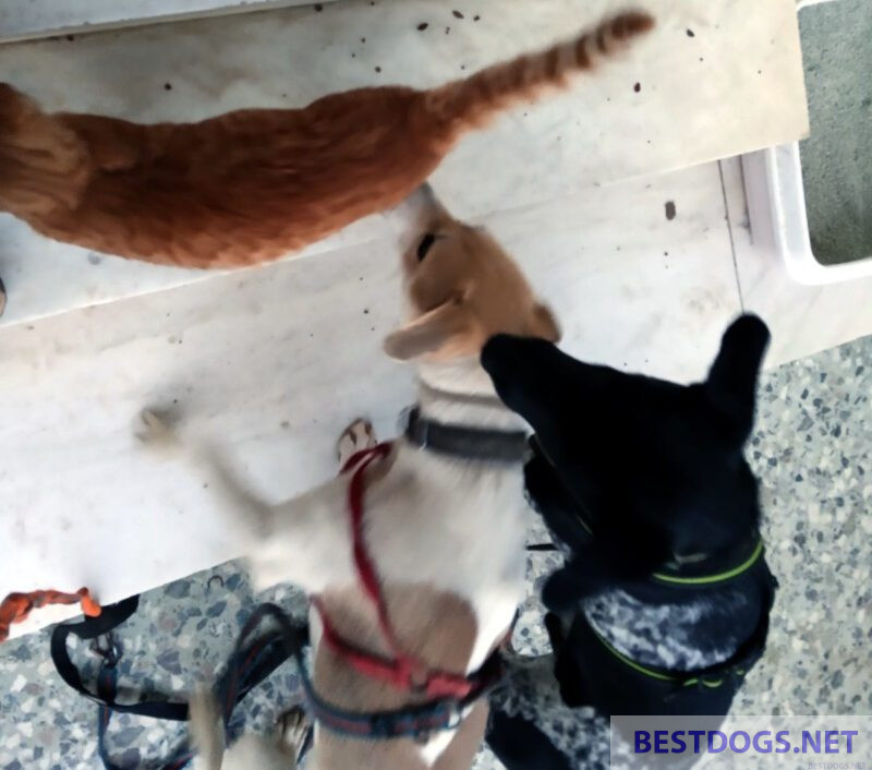dogs sniff cat's rear end