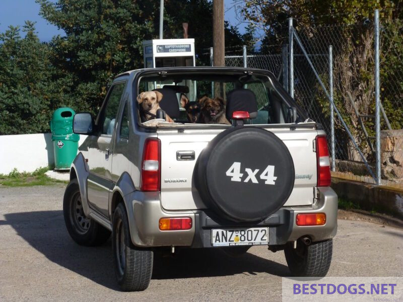 Dogs in the car