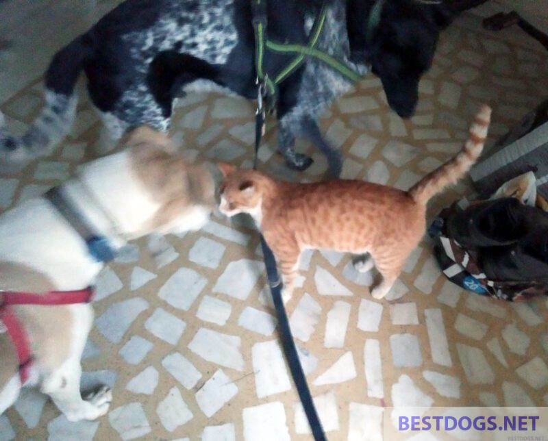 cat between dogs